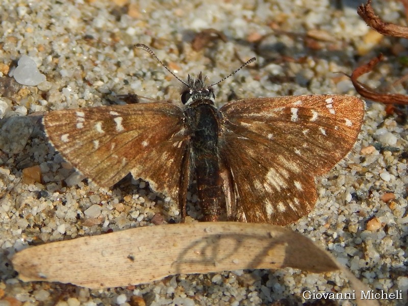 Hesperidae: Pyrgus armoricanus